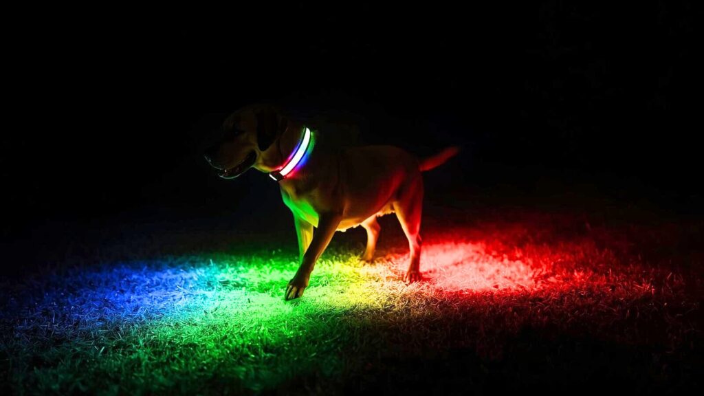 光る首輪 レインボー