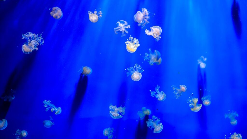 jellyfish