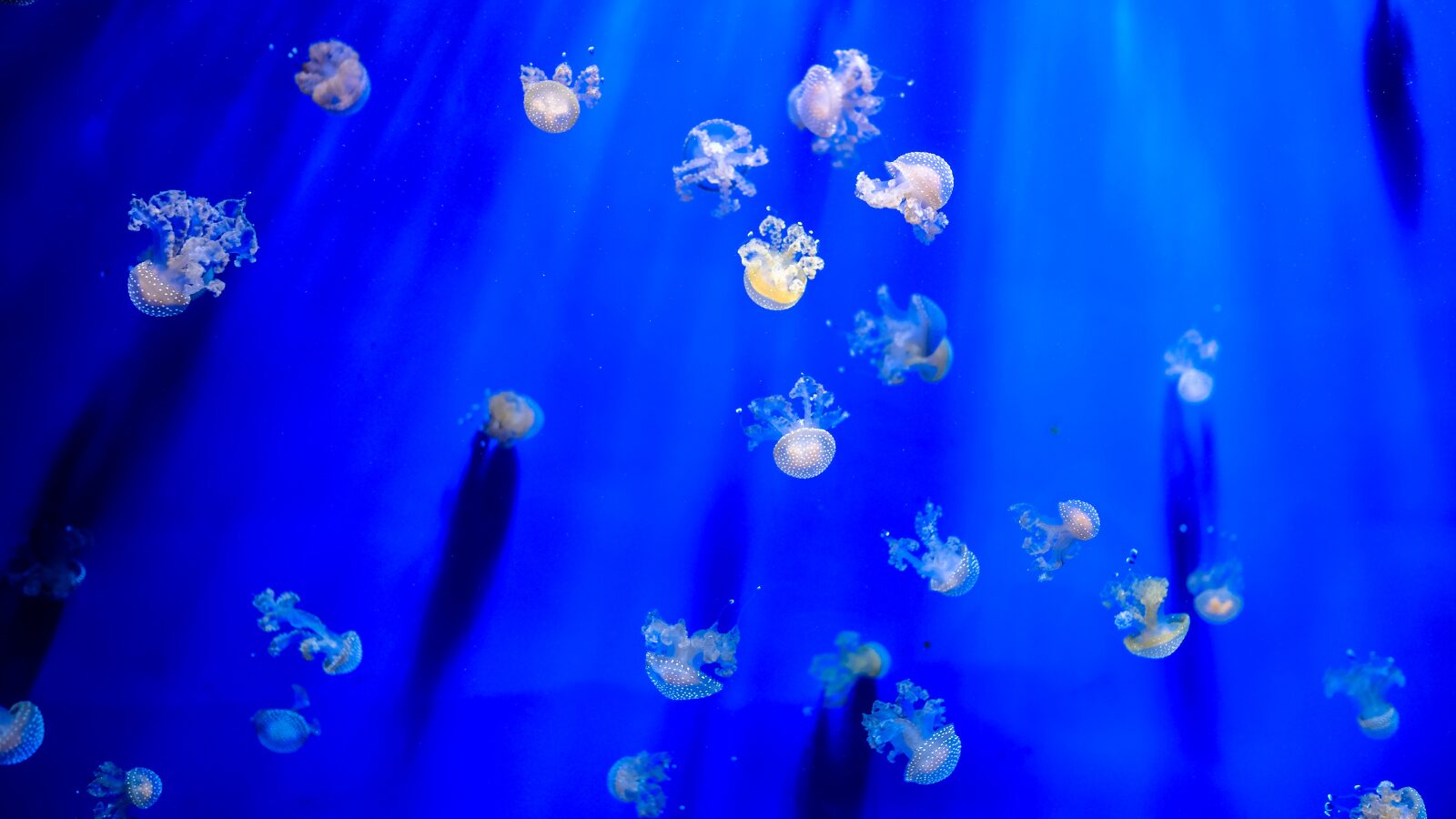 jellyfish