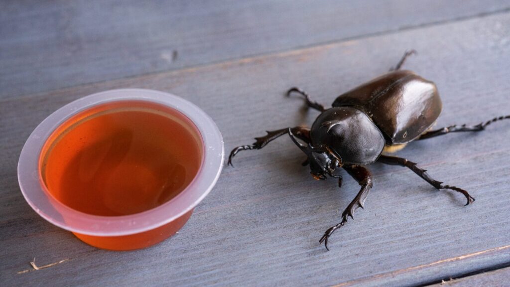 昆虫ゼリー